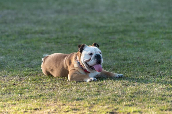 都市公園広場の家畜犬 — ストック写真