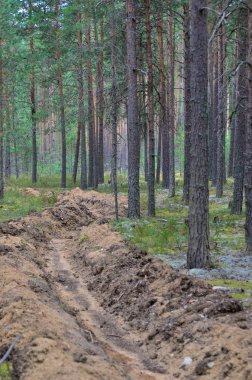 Yaz aylarında doğanın güzelliği