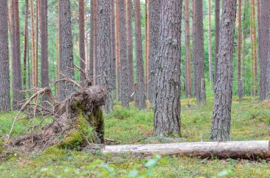 Yaz aylarında doğanın güzelliği
