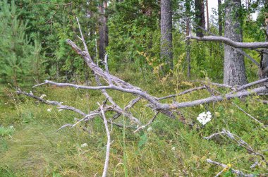 Yaz aylarında doğanın güzelliği