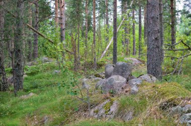 Yaz aylarında doğanın güzelliği