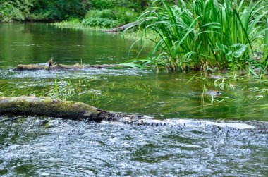 Yaz aylarında doğanın güzelliği