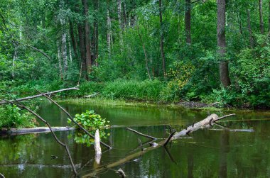 Yaz aylarında doğanın güzelliği