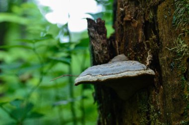 Yaz aylarında doğanın güzelliği