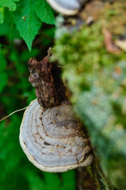 Yaz aylarında doğanın güzelliği