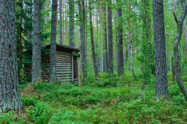 Yaz aylarında doğanın güzelliği