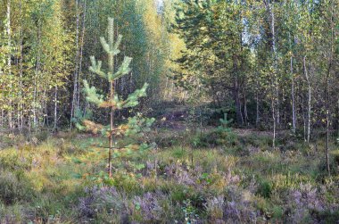 Yaz aylarında doğanın güzelliği