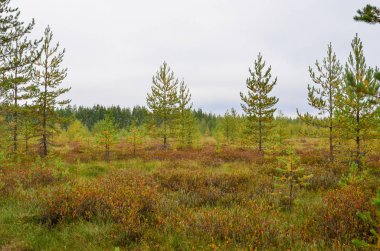 Yaz aylarında doğanın güzelliği