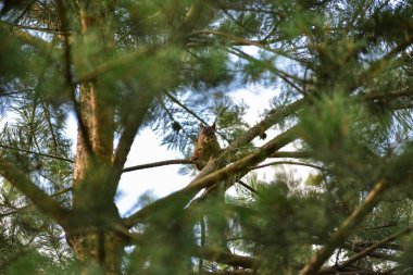 Yaz aylarında doğanın güzelliği