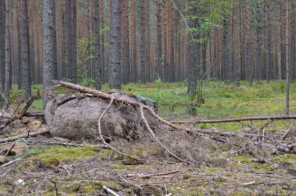 Die Schönheit Der Natur Sommer — Stockfoto