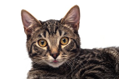 beyaz arkaplandaki kedi