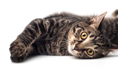 beyaz arkaplandaki kedi