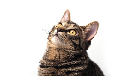 beyaz arkaplandaki kedi