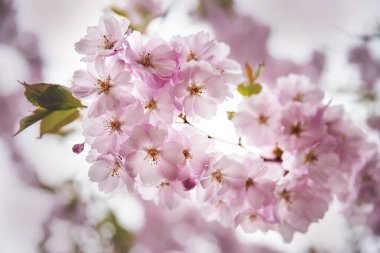 Şehir bahçesinde bahar kiraz çiçekleri