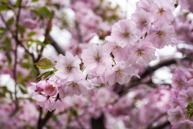 Şehir bahçesinde bahar kiraz çiçekleri