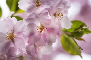 Şehir bahçesinde bahar kiraz çiçekleri