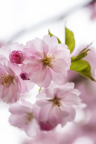 Şehir Bahçesinde Bahar Kiraz Çiçekleri — Stok fotoğraf