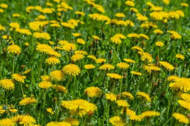 Vahşi bir tarlada, güneşli bir havada, sarı vahşi karahindibalar.