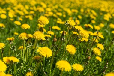 Vahşi bir tarlada, güneşli bir havada, sarı vahşi karahindibalar.