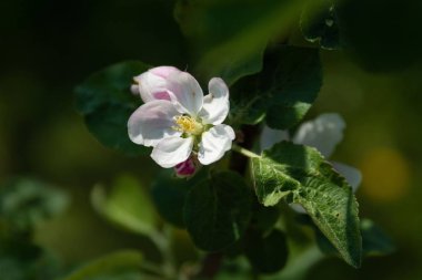 Güneşli bir günde, şehir Parkı'nda bahar çiçekleri