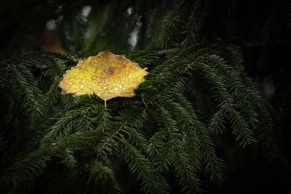 Autumn Yellow Leaf Droplets Surface Lying Paws Fir Tree — Stock Photo, Image