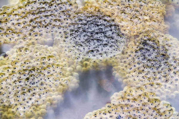 Close Shot Veel Kikker Spawn Tijde Vroeg Voorjaar Tonen — Stockfoto