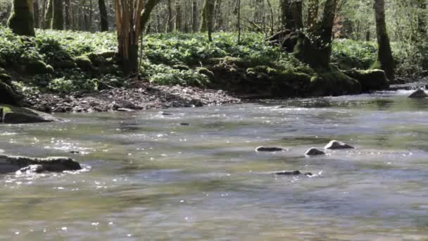 Idyllischer Fluss Wald Zur Frühlingszeit — Stockvideo