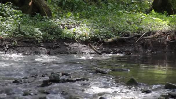 Malowniczej Rzeki Lesie Czasie Wiosny — Wideo stockowe