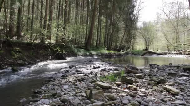 Idylliska Floden Skog Våren — Stockvideo