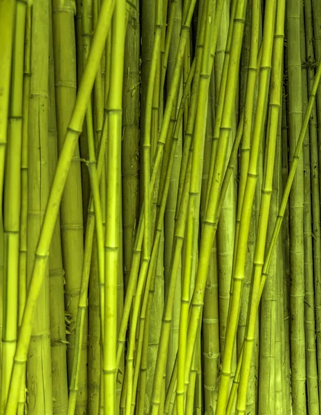 完全なフレーム グリーン竹茎背景 — ストック写真
