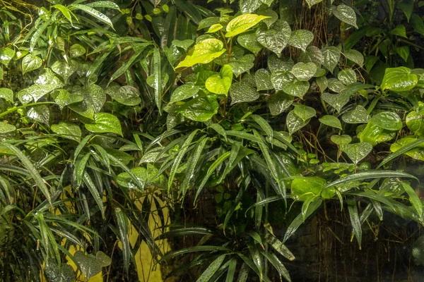 Dense Green Jungle Plant Vegetation Closeup — Stock Photo, Image