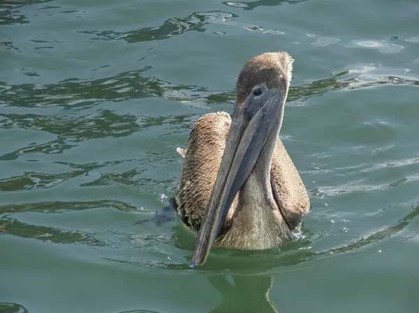 Sunny Water Scenery Including Swimming Pelican Seen Belize Central America — Stock Photo, Image