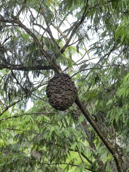中央アメリカのベリーズに見られる木でシロアリの巣 — ストック写真