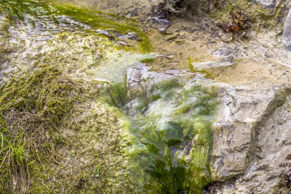 Dettaglio Piccolo Ruscello Con Acqua Che Scorre Alghe Verdi — Foto Stock