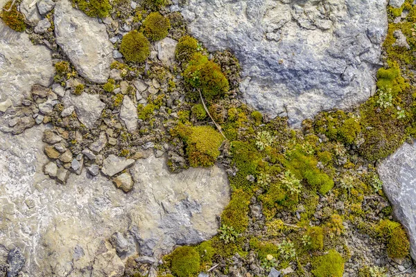 Tiro Ângulo Alto Mostrando Algum Musgo Verde Entre Pedras Cinzentas — Fotografia de Stock