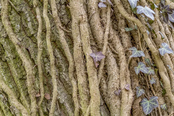 Viele Große Efeuwurzeln Klettern Auf Einen Baumstamm — Stockfoto