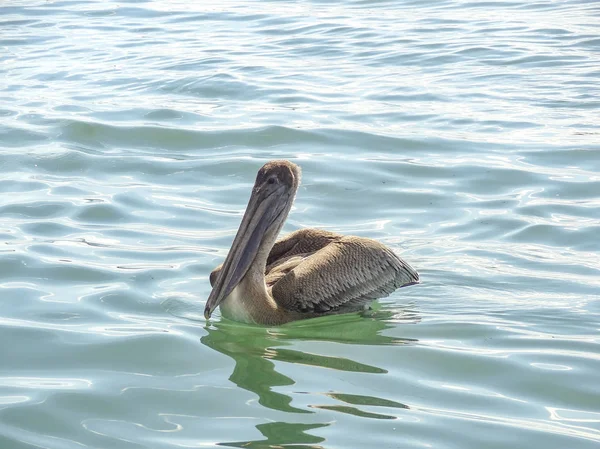 Sonnige Wasserlandschaft Mit Einem Schwimmenden Pelikan Belize Mittelamerika — Stockfoto