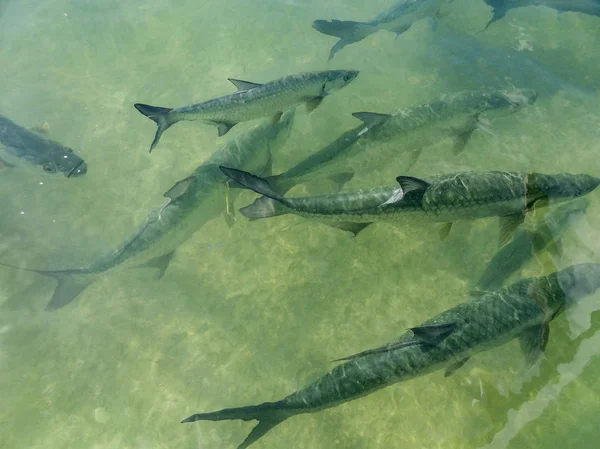 High Angle Shot Some Tarpons Swimming Water Seen Belize Central — Stock Photo, Image