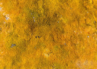 full frame background showing dense orange lichen vegetation clipart