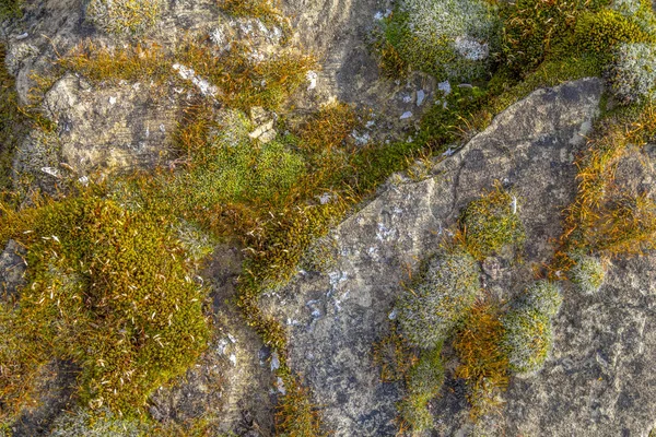 Tiro Ángulo Alto Que Muestra Poco Vegetación Musgo Piedra Gris — Foto de Stock