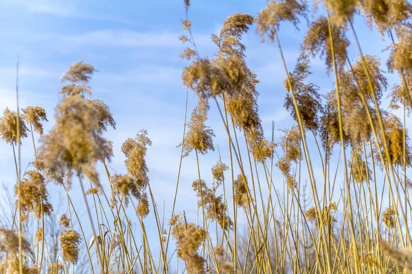 青空の前にいくつかの干からびたリードの植生を示すショット日当たりの良い詳細 — ストック写真