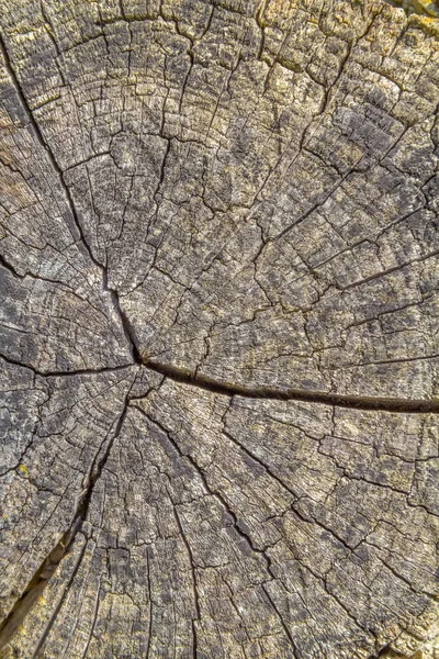 Detailaufnahme Einiger Zerrissener Jahresringe Aus Holz — Stockfoto