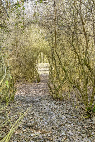 Passage Einem Verwinkelten Waldstück Zur Frühlingszeit — Stockfoto