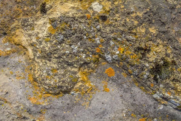 Full Frame Background Showing Various Colorful Lichen Grey Stone — Stock Photo, Image