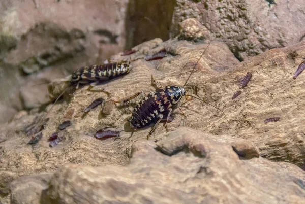 Einige Harlekin Kakerlaken Braunem Steinigem Ambiente — Stockfoto