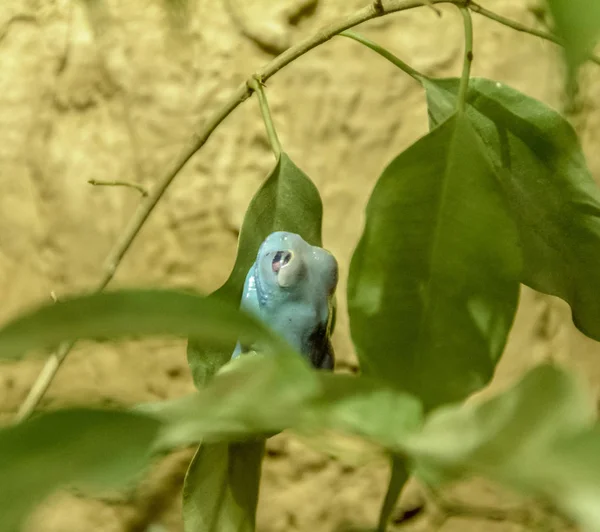 Blue Frog Partly Covered Some Green Leaves — Stock Photo, Image