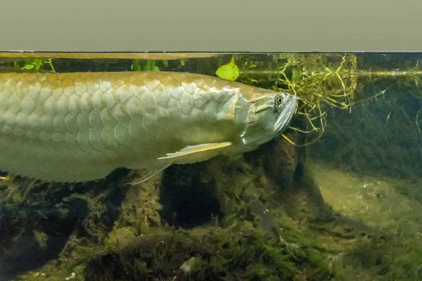 Underwater Scenery Showing Silver Arowana Fish Riparian Ambiance — Stock Photo, Image