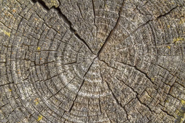 Detailaufnahme Einiger Zerrissener Jahresringe Aus Holz — Stockfoto