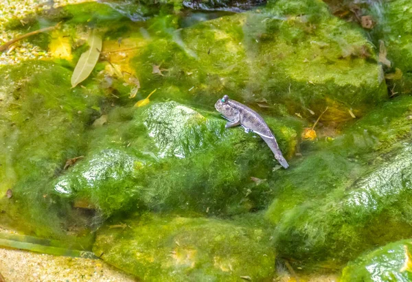 Ein Schlammskipper Fisch Feuchtem Uferambiente — Stockfoto