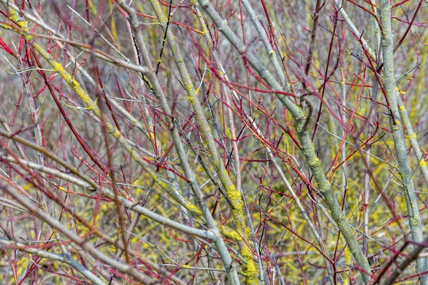 在早春时间显示灰色 黄色和红色的小枝的五色多彩的森林细节 — 图库照片